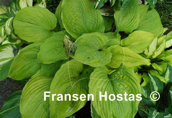 Hosta Dee's Golden Jewel